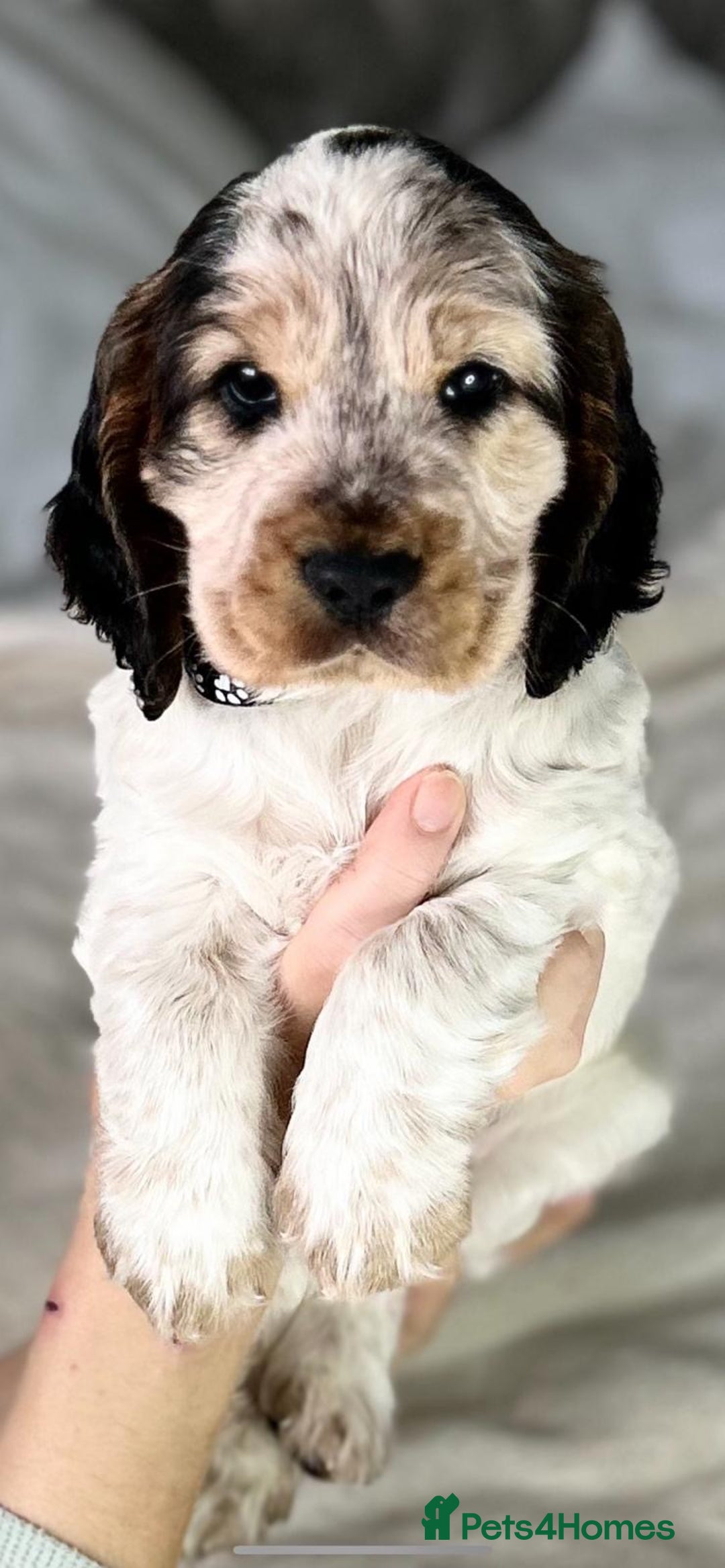 Cocker Spaniel dogs for sale: Show Cocker Spaniel Puppy - Advert 1