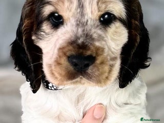 Cocker Spaniel dogs Show Cocker Spaniel Puppy - Advert 8