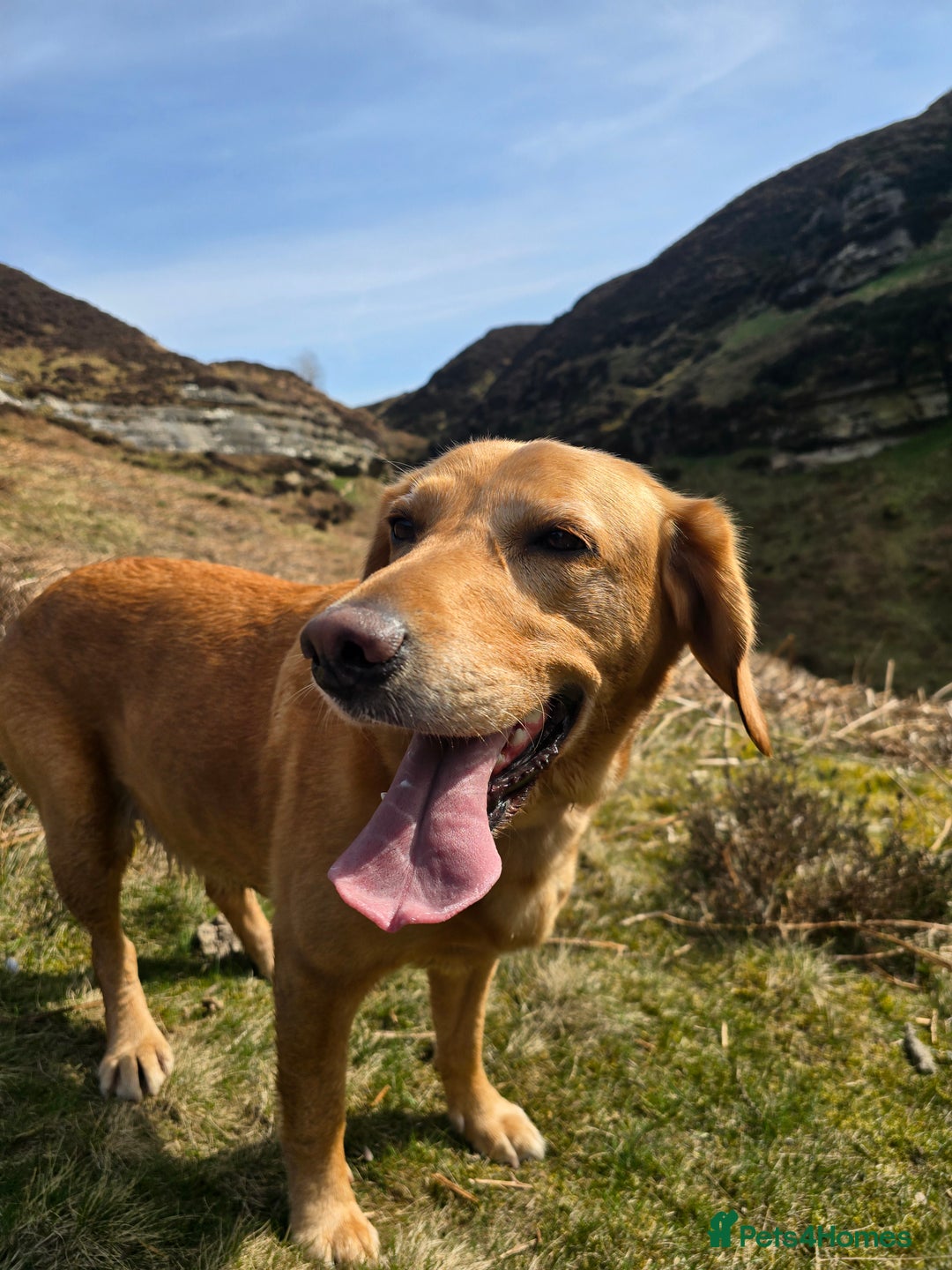 Goldador dogs for sale: Labrador X - Rehoming Request - Advert 4