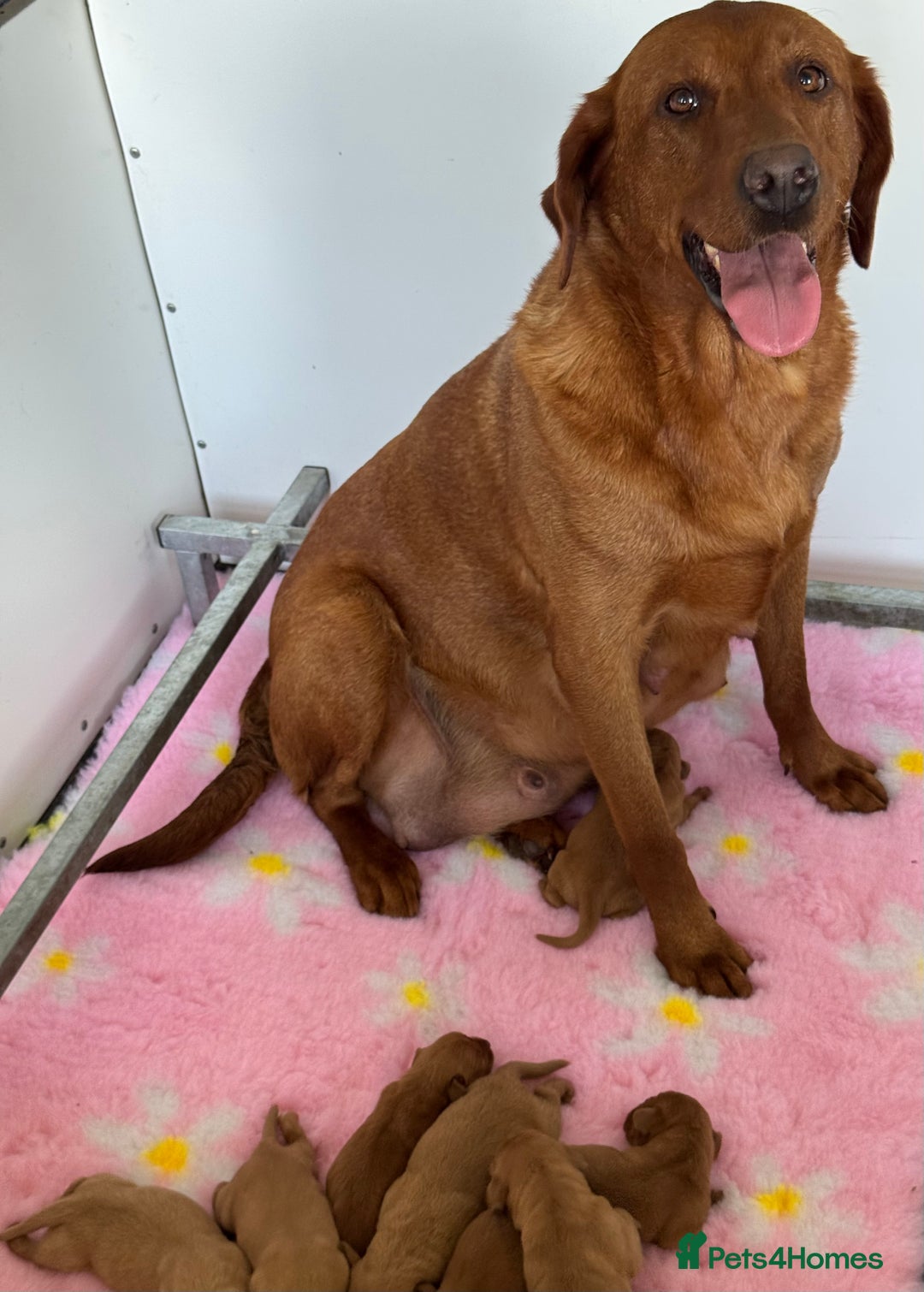 Labrador Retriever dogs for sale: Ready to leave, KC Labrador litter, boys & girls  - Image 16