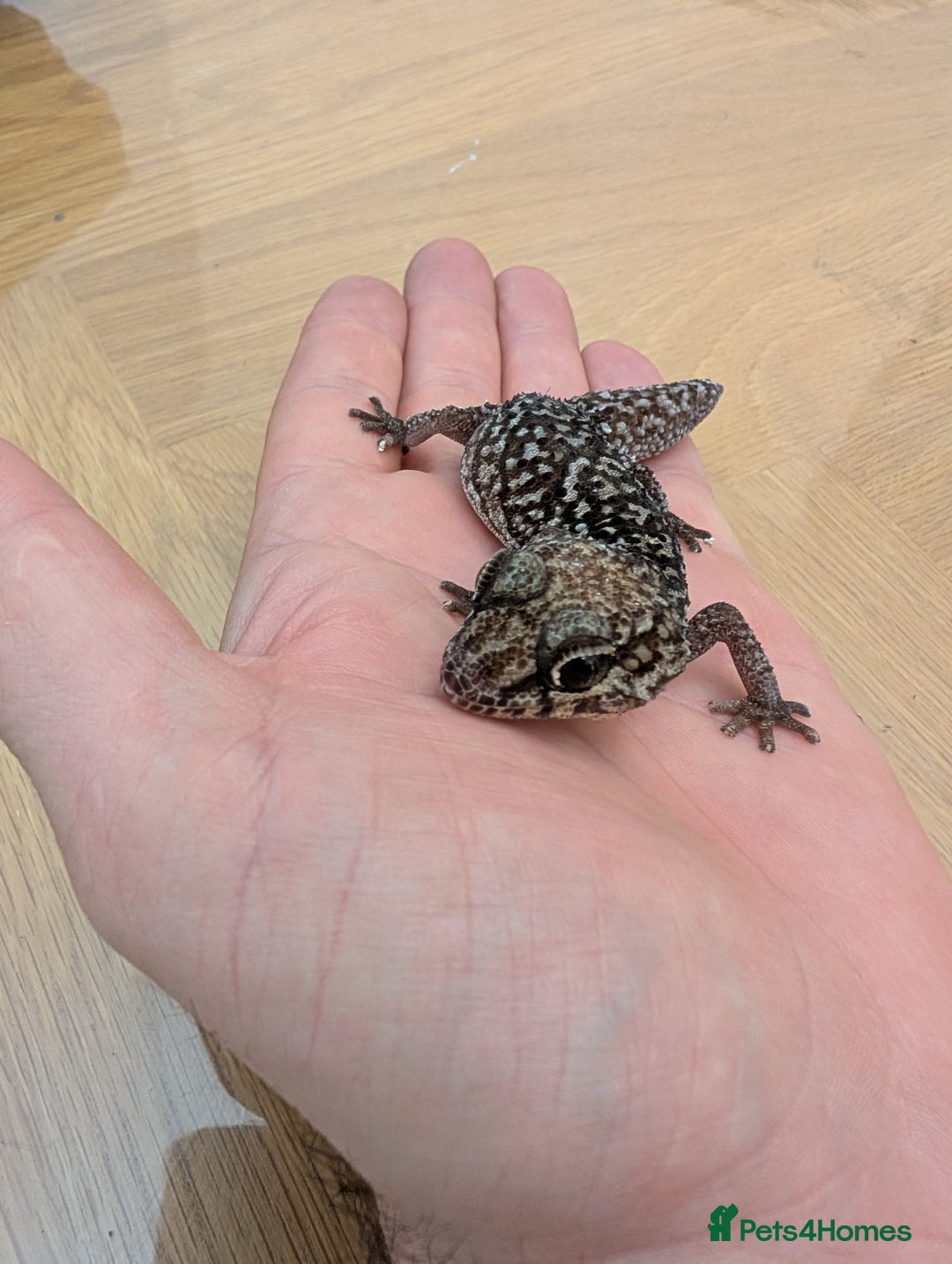 Gecko reptiles for sale: Gecko - Advert 2