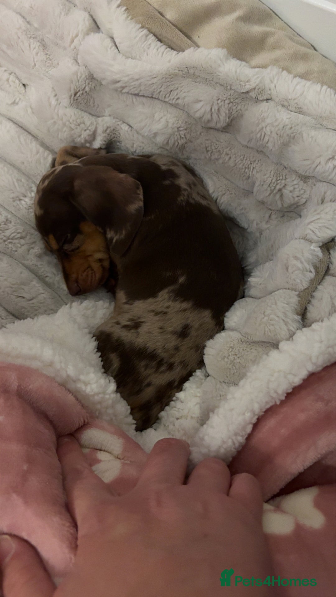 Miniature Dachshund dogs for sale: Miniature dachshund  - Advert 4