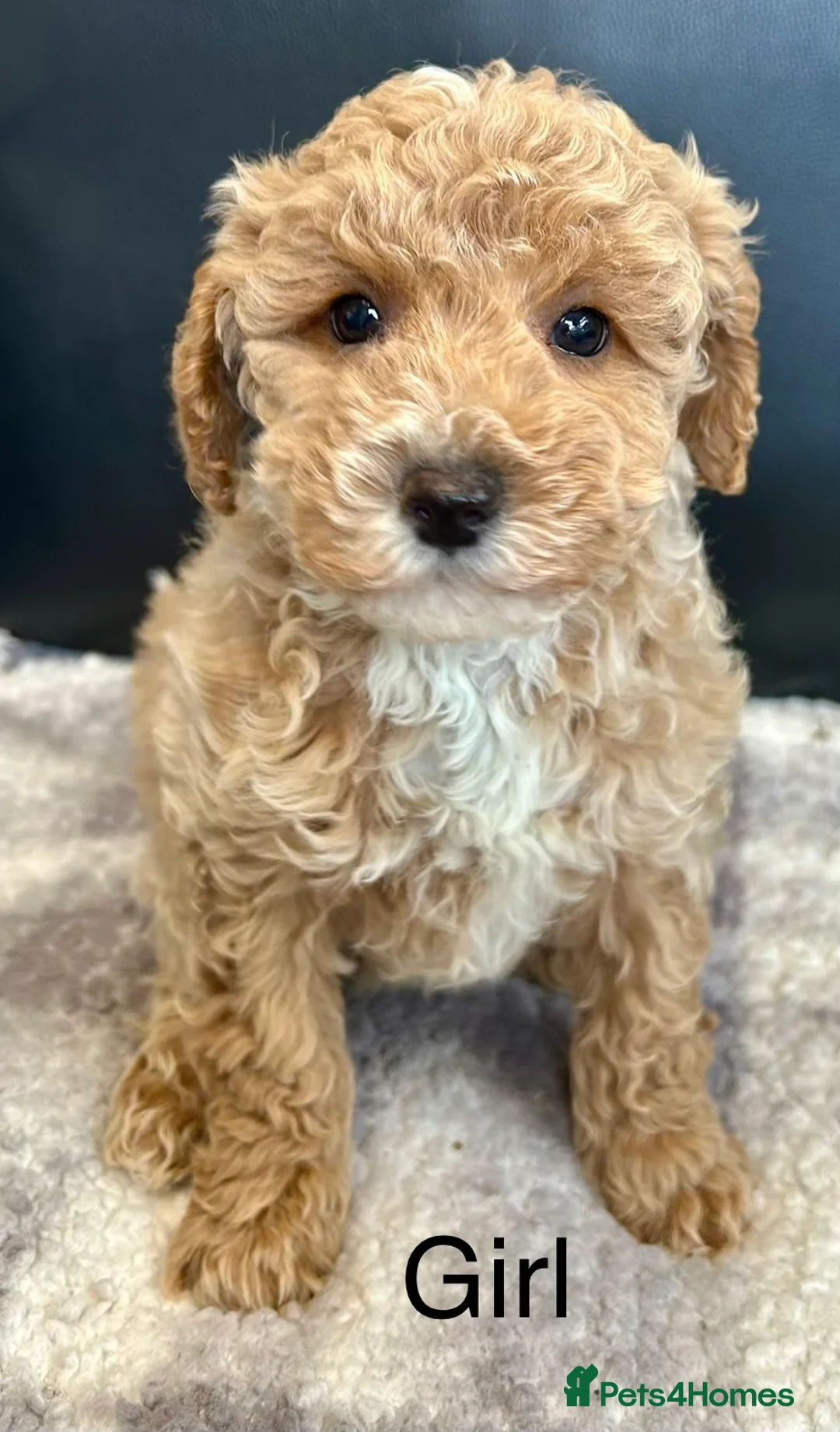 Toy Poodle dogs for sale: Stunning toy poodle puppies ready  - Advert 3