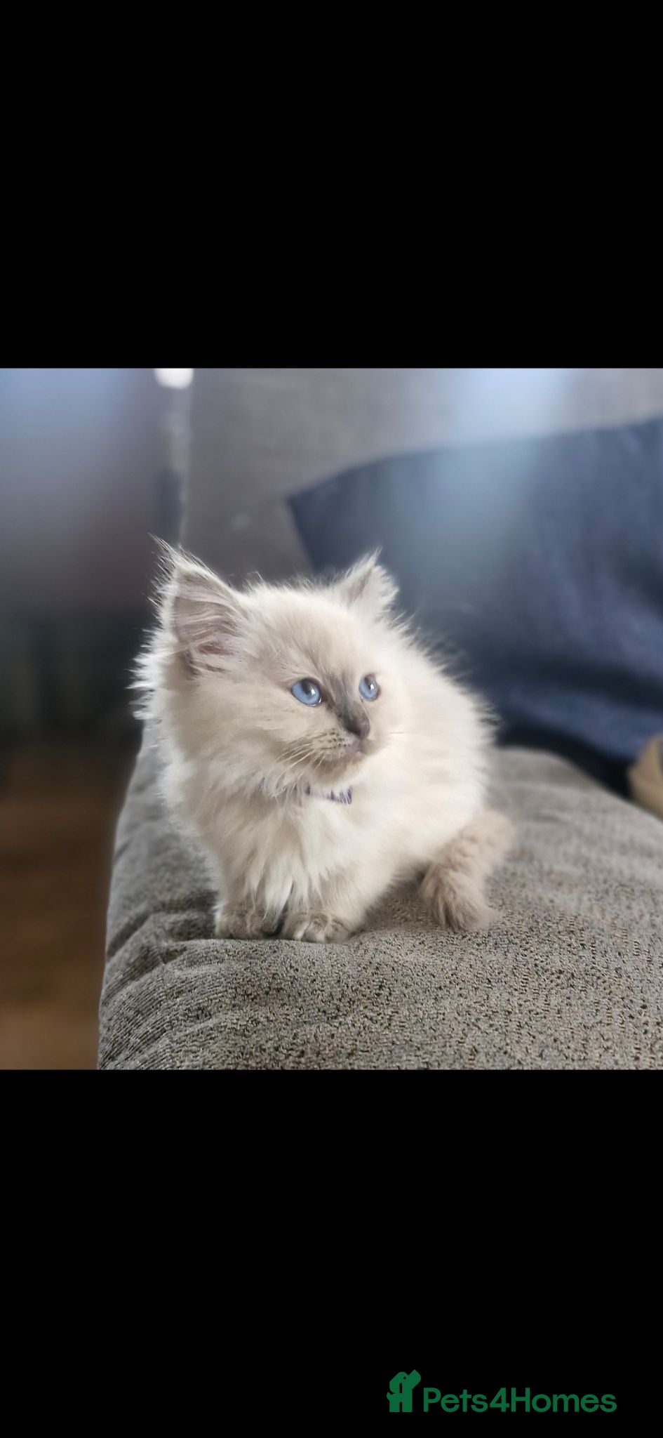 Ragdoll cats Beautiful ragdoll kittens - Advert 2