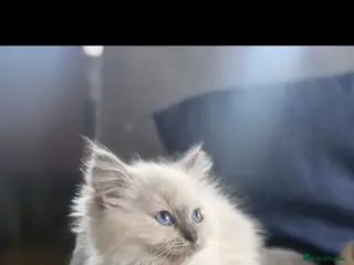 Ragdoll cats Beautiful ragdoll kittens - Advert 2