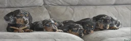 Dachshund dogs for sale: Amazing dachshund puppies - Advert 12