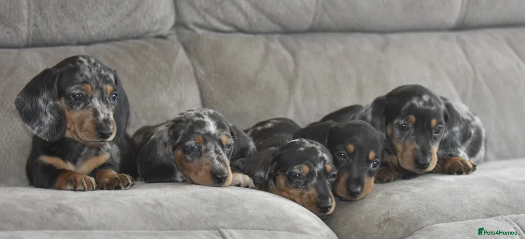 Dachshund dogs for sale: Amazing dachshund puppies - Advert 12