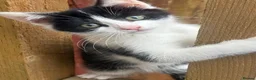Mixed Breed cats for sale: Kittens  - Advert 9