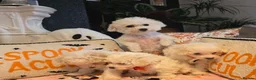 Bichon Frise dogs for sale: Bichon frise in Darlington - Advert 3