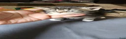 British Longhair cats for sale: Stunning British Kittens - Home Reared & Healthy - Advert 6