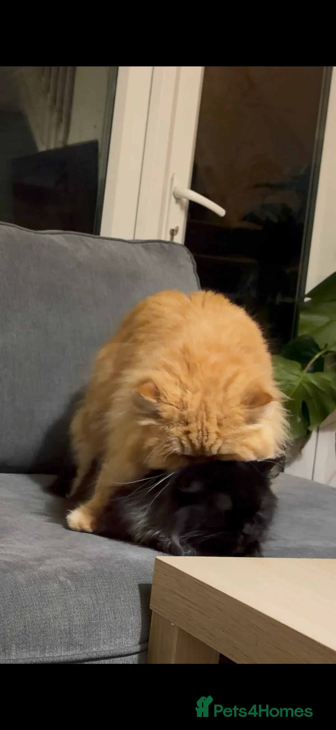 Persian cats for stud: Proven Ginger Persian Stud |Experienced and gentle - Advert 5