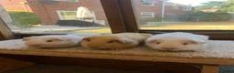 Guinea Pig rodents for sale: Sweet Short Haired Baby Guinea Pig Boars - Advert 4