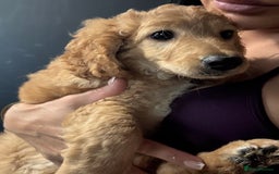 Mixed Breed dogs for sale: Cavapoo puppies  - Image 3