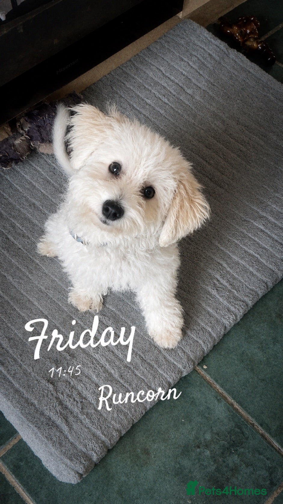 Poochon dogs Male fur baby - Advert 6