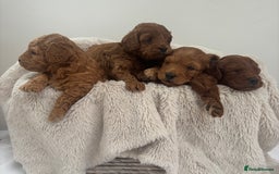 Cavapoo dogs for sale: EXTENSIVELY HEALTH TESTED Red Cavapoos - Image 3