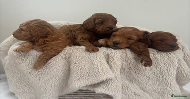 Cavapoo dogs - Advert 2