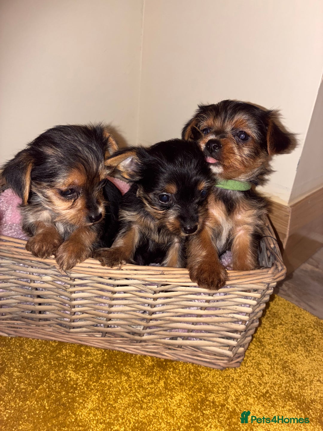 Yorkshire Terrier dogs for sale: Yorkshire Terrier puppies for sale  - Advert 13