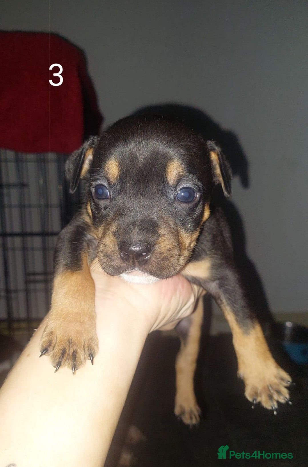 Mixed Breed dogs Staff pocket cross 4 boys 2 girls - Advert 1