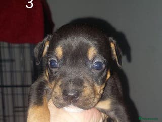 Mixed Breed dogs Staff pocket cross 4 boys 2 girls - Advert 1