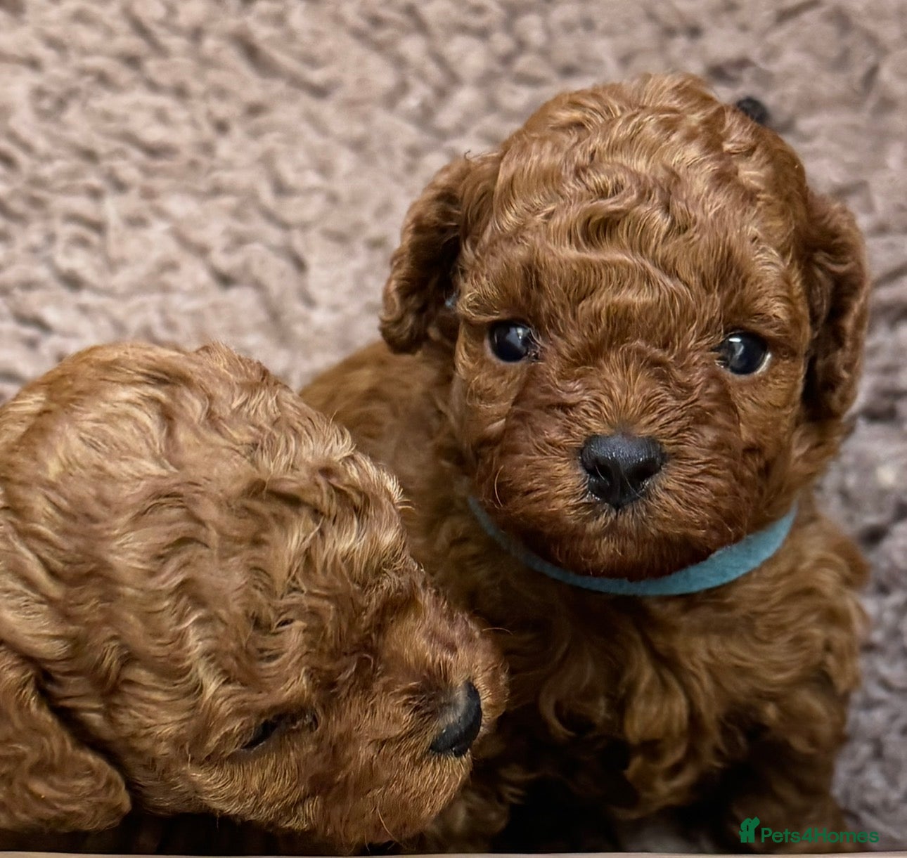 Toy Poodle dogs Asian Poodle Puppies  - Advert 4