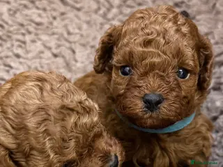 Toy Poodle dogs Asian Poodle Puppies - Advert 3