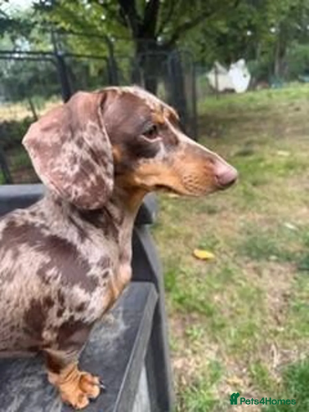 Miniature Dachshund dogs for sale: Chocolate and Tan Dapple Female - Advert 3