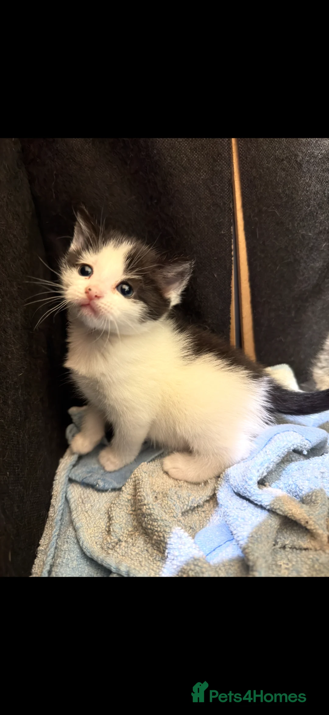 Mixed Breed cats for sale: 4 Beautiful kittens for sale!!! - Advert 2