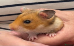 Hamster rodents for sale: Baby Syrian hamsters from show stock  - Image 19