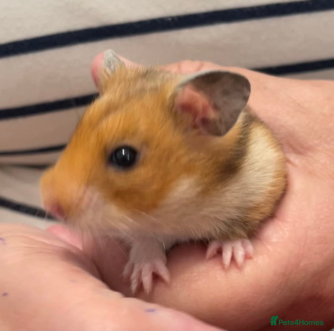 Hamster rodents for sale: Baby Syrian hamsters from show stock  - Image 19