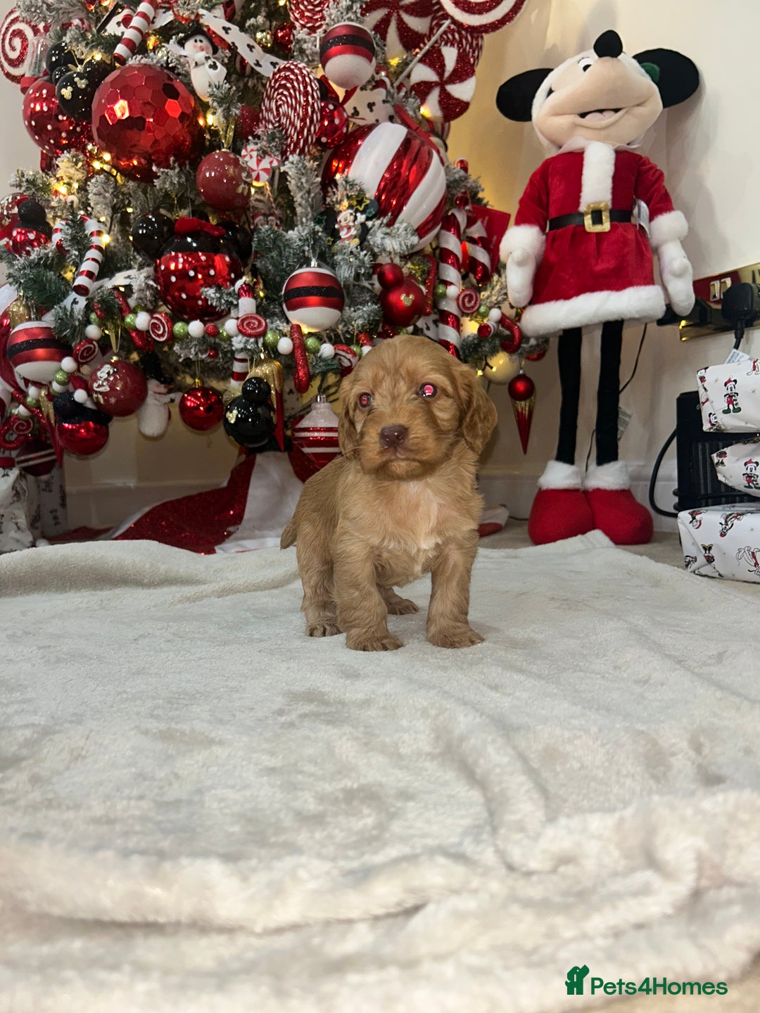 Cockapoo dogs for sale: Stunning cockapoo puppies  - Advert 7