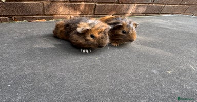 Guinea Pig rodents - Advert 4