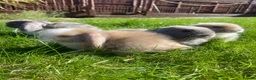 Mini Lop rabbits for sale: 4 beautiful mini lop girls - Advert 6
