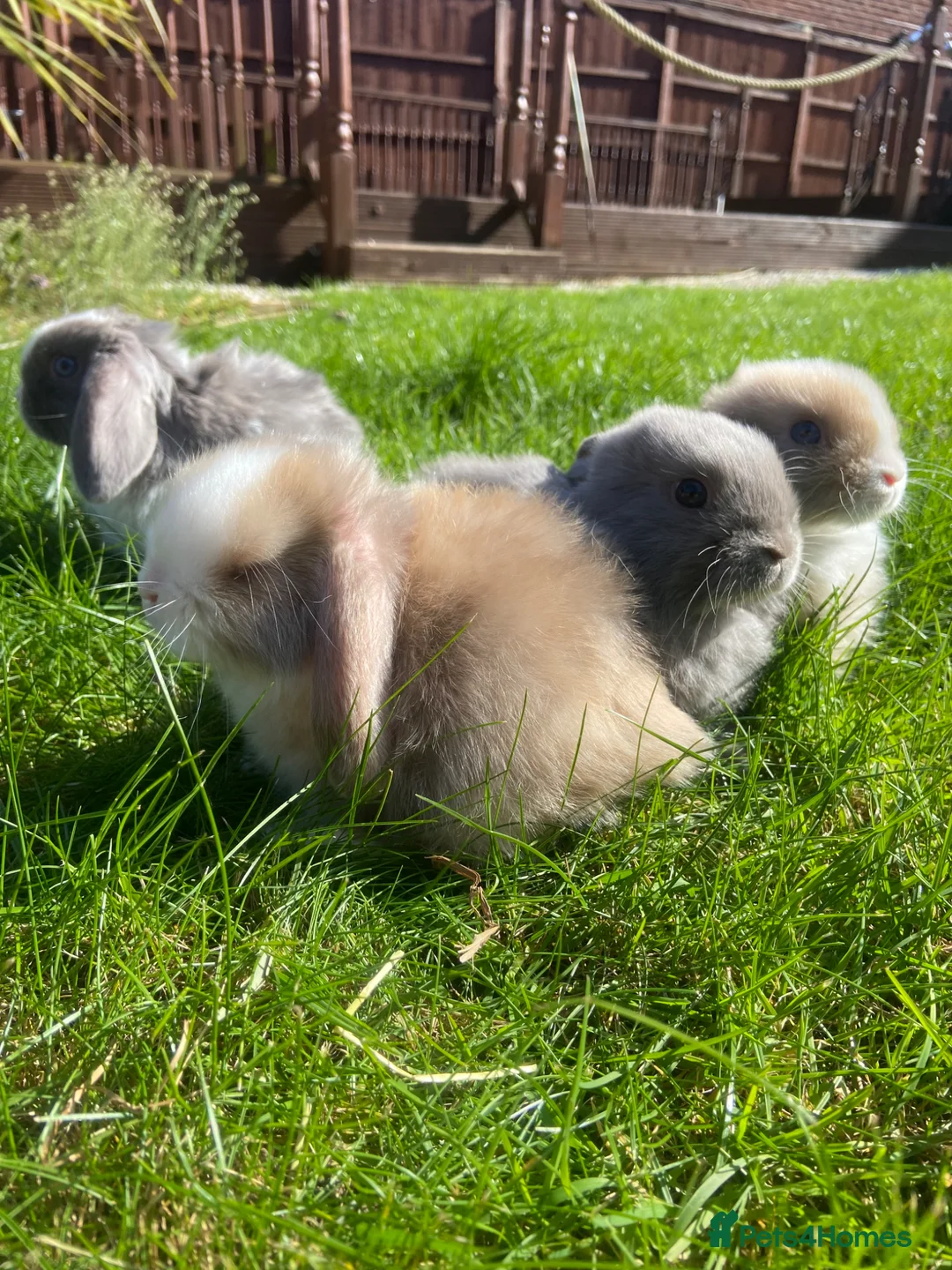 Mini Lop rabbits for sale: 4 beautiful mini lop girls - Advert 6