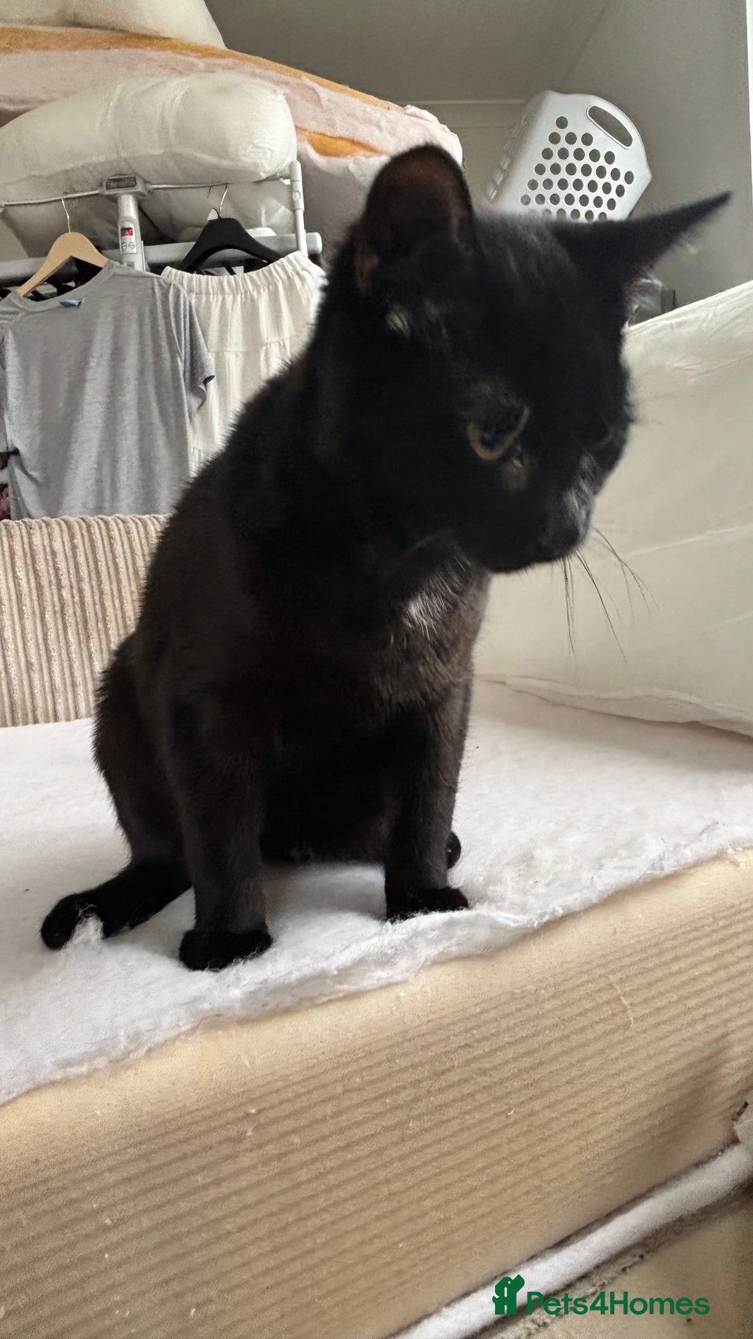 Mixed Breed cats for sale: Male mixed older kitten  - Image 4