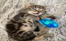 Bengal cats for sale: Mixed Stunning Bengals  - Image 15