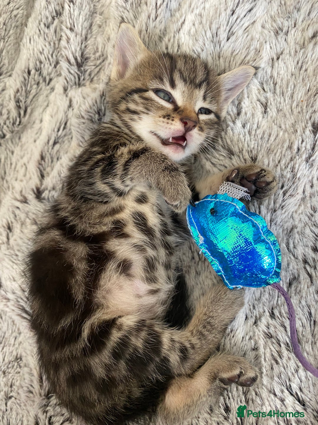 Bengal cats for sale: Mixed Stunning Bengals  - Image 15