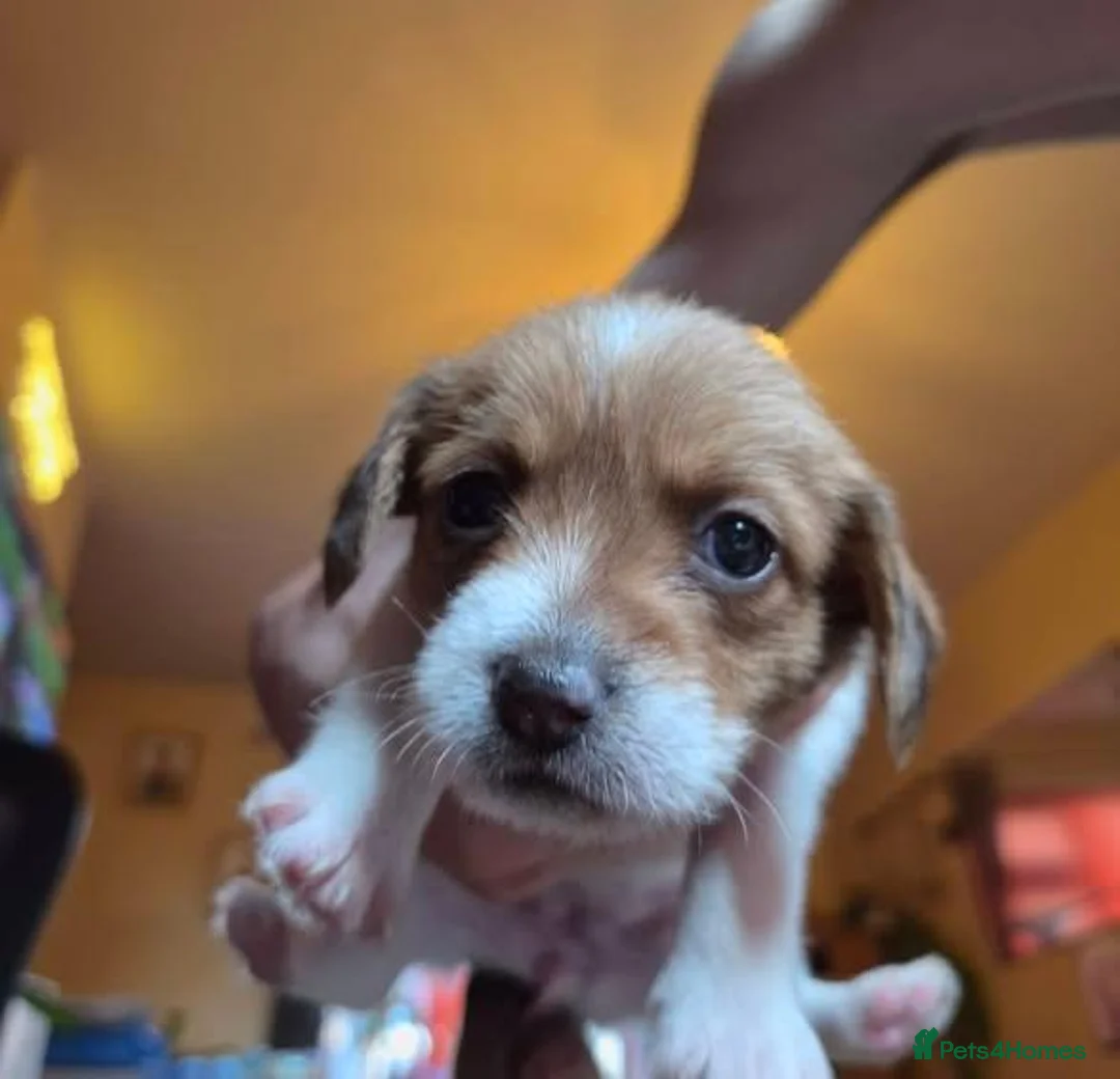 Mixed Breed dogs for sale: Schweenie Breed  in Wakefield - Advert 2