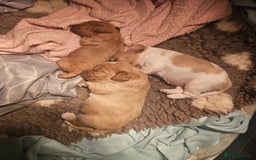 Mixed Breed dogs for sale: Adorable Cavapoo Puppies 🐶  - Image 23