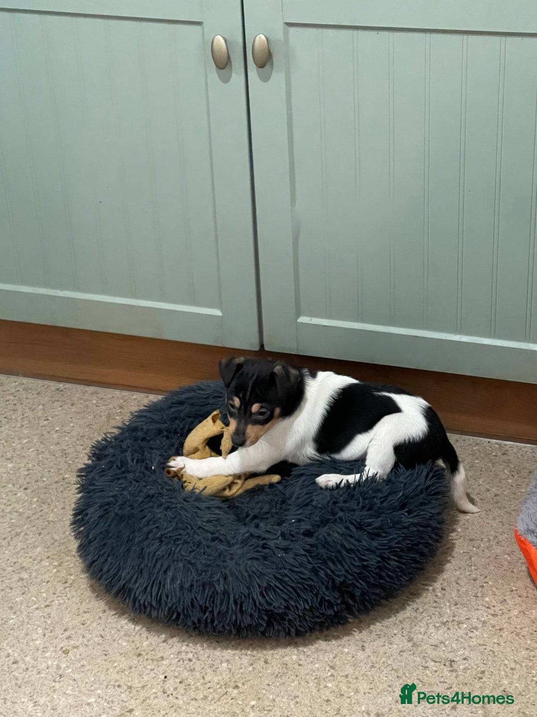 Jack Russell dogs for sale: Jack Russell pups for sale  - Advert 1
