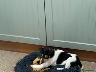 Jack Russell dogs Jack Russell pups for sale - Advert 1