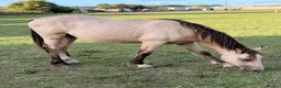 Welsh Section D horses for sale: Welsh part bred gelding  - Advert 2