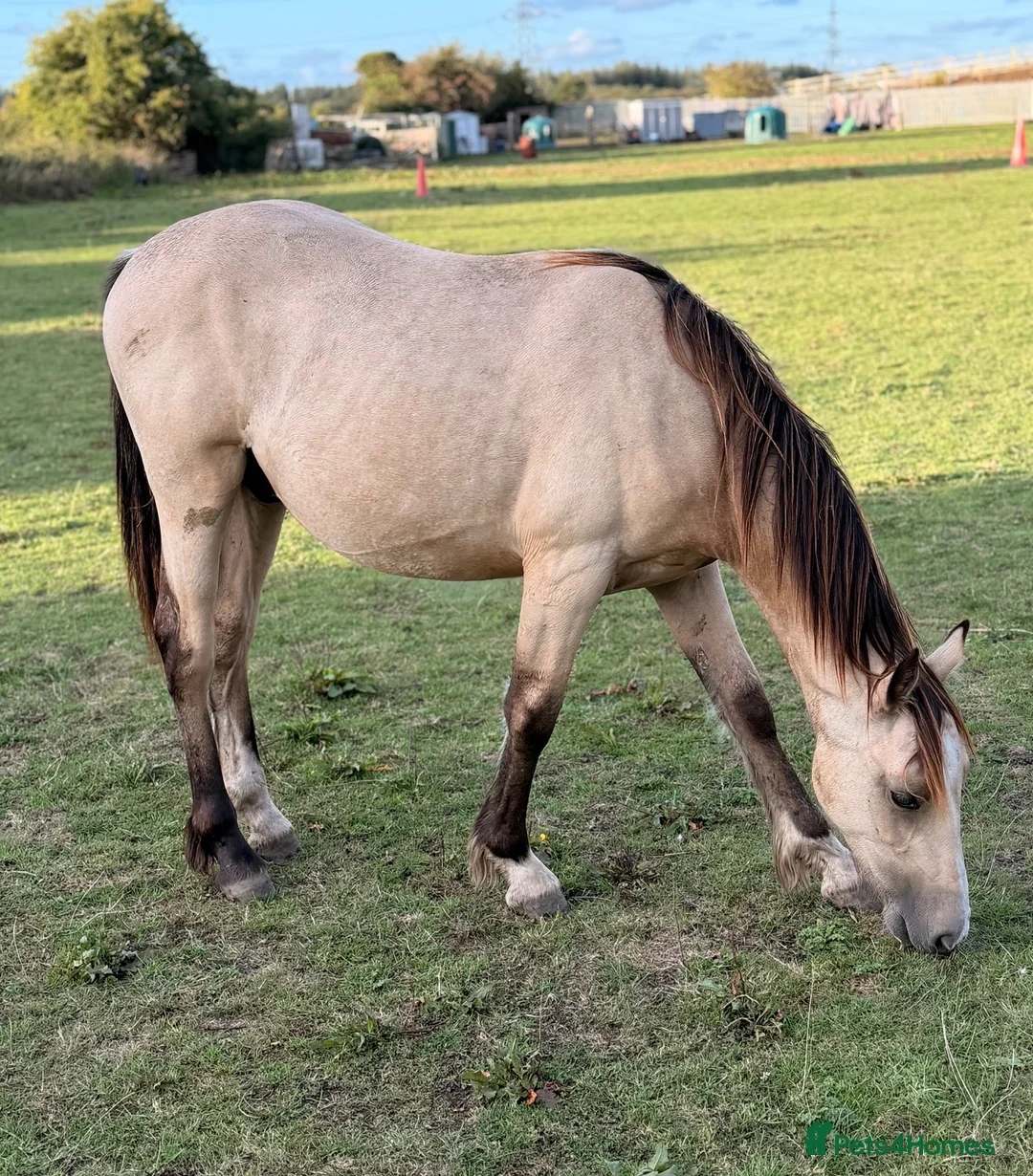 Welsh Section D horses for sale: Welsh part bred gelding  - Advert 2
