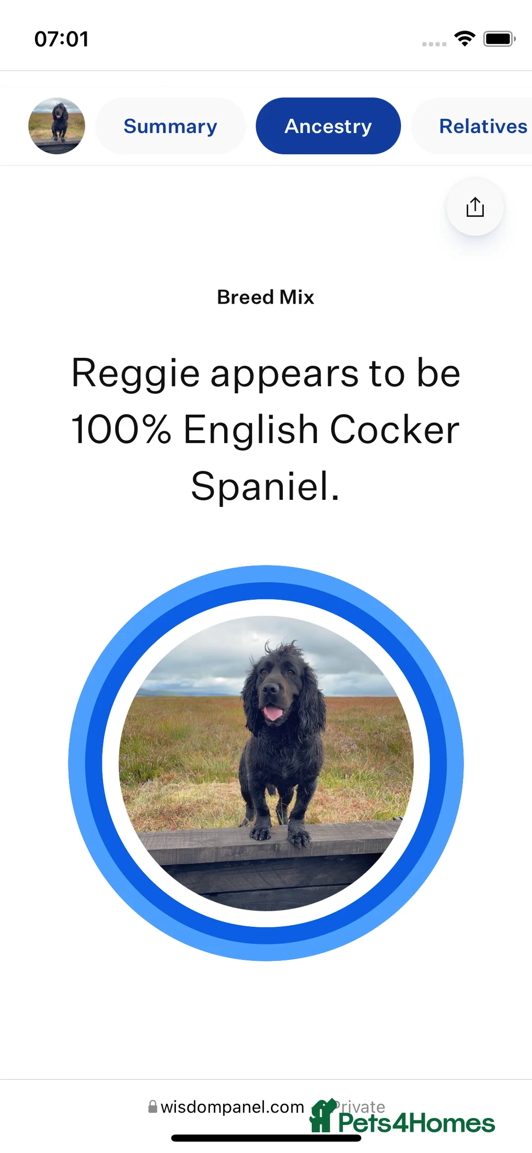 Cocker Spaniel dogs for stud: K.C working black cocker dog for stud in Barnard Castle - Advert 8