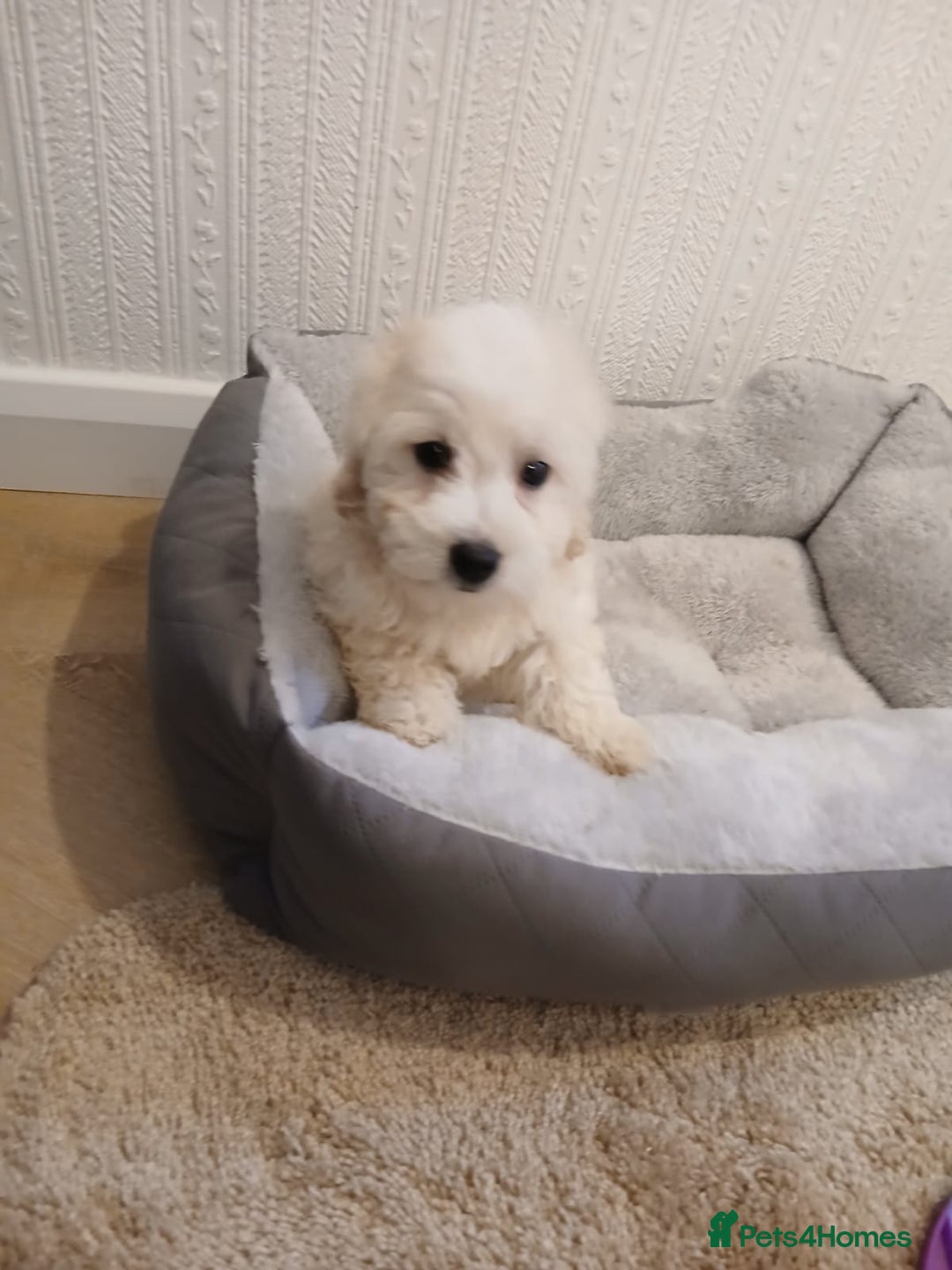 Maltipoo dogs for sale: Maltipoo puppies boy and girl available  - Image 5