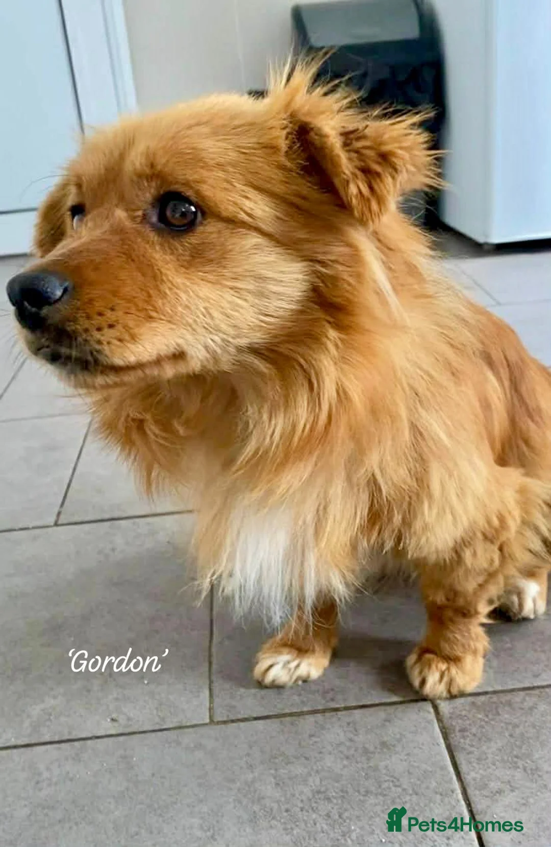 Mixed Breed dogs for adoption: Gordon, 3-4 yrs old. Available for adoption. in Brixham - Advert 2