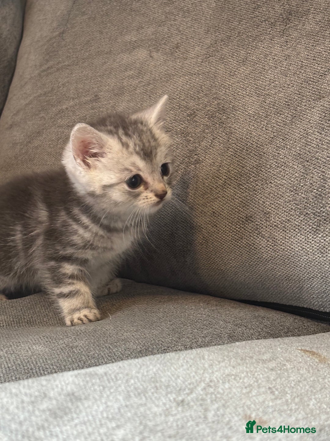 Bengal cats for sale: Silver Bengal male kitten  - Image 5