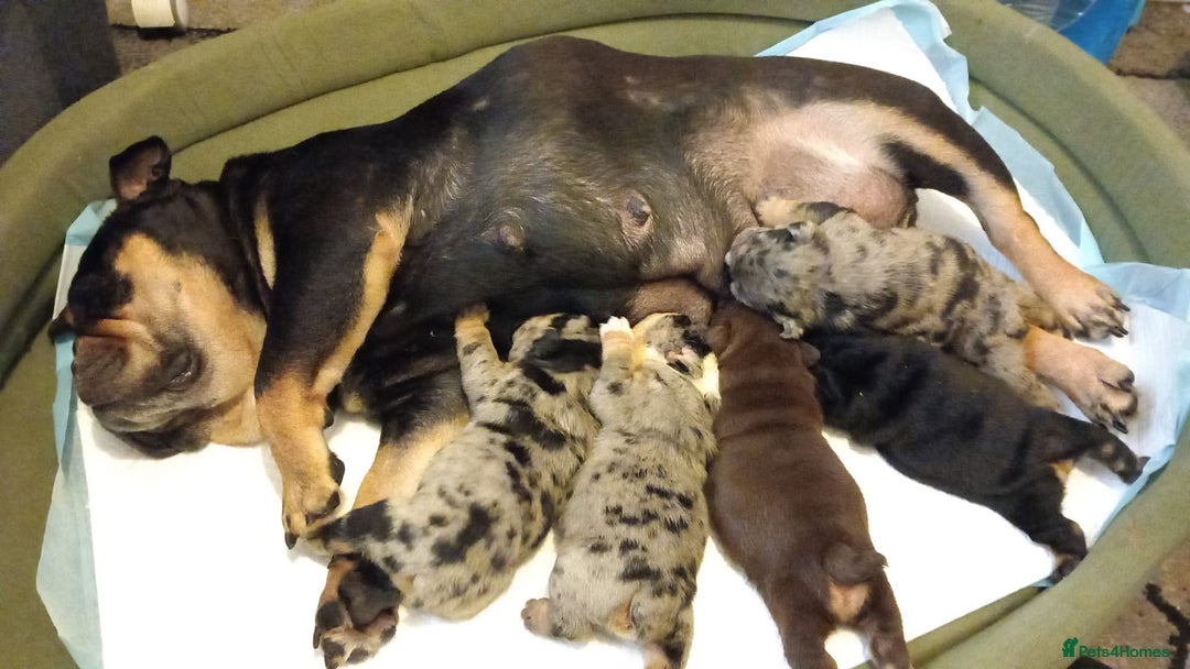 English Bulldog dogs for sale: English Bulldog Puppies - Image 4