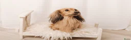 Miniature Dachshund dogs for stud: Quality mini long hair dachshund  - Advert 7