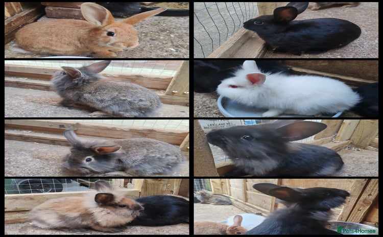 Lionhead rabbits - Advert 5