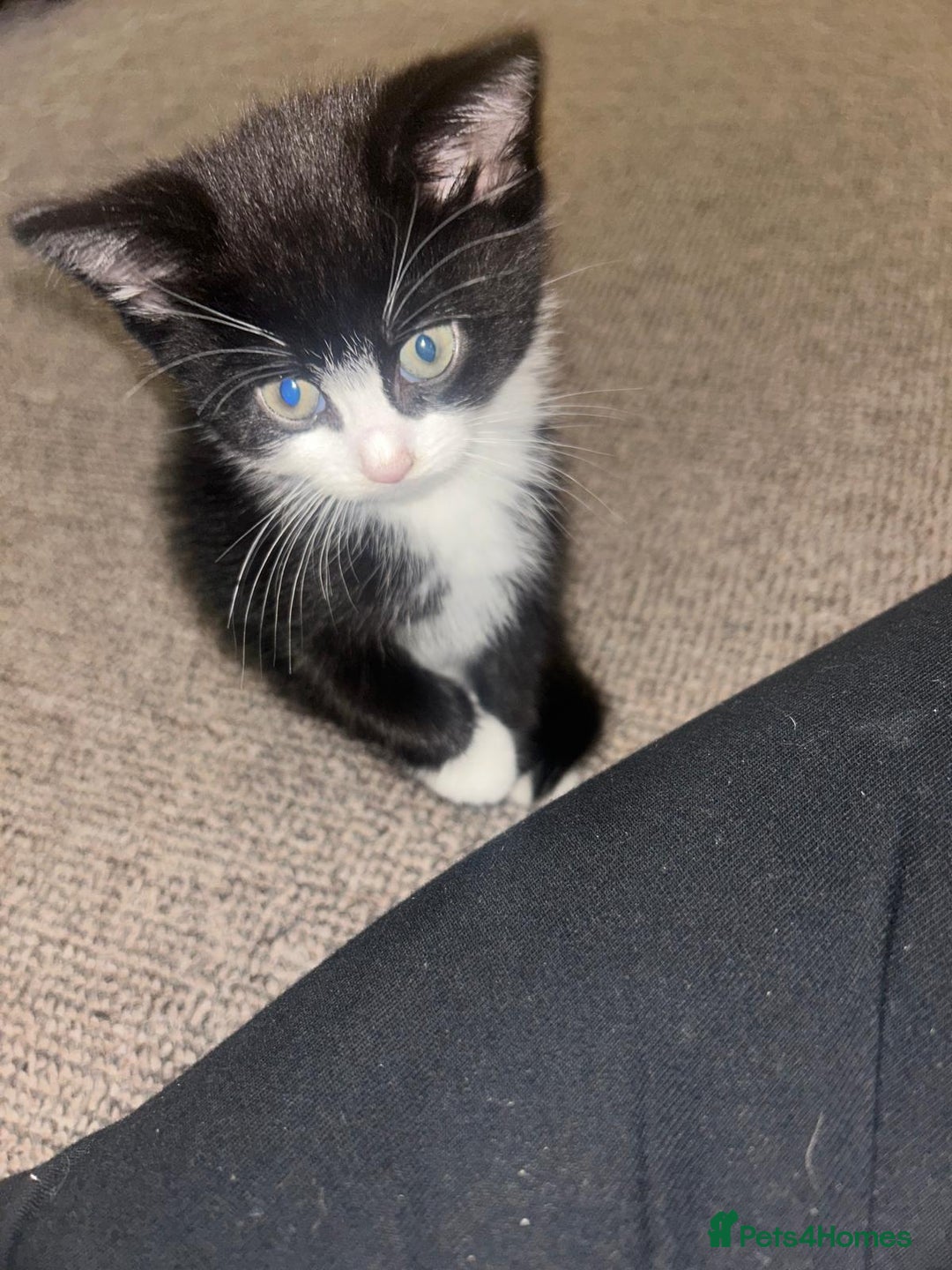 British Shorthair cats for sale: Beautiful kittens for sale - Advert 6